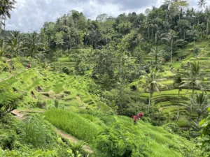 Que faire à Ubud, capitale touristique et culturelle de Bali IMG_5346